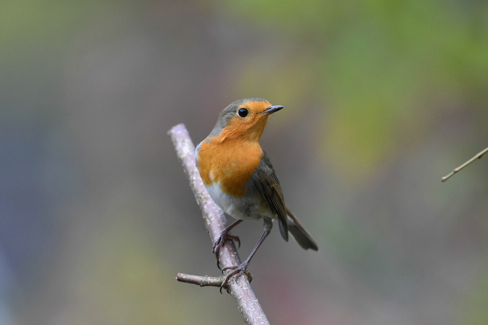 comp DSC 2125

 Rotkehlchen
