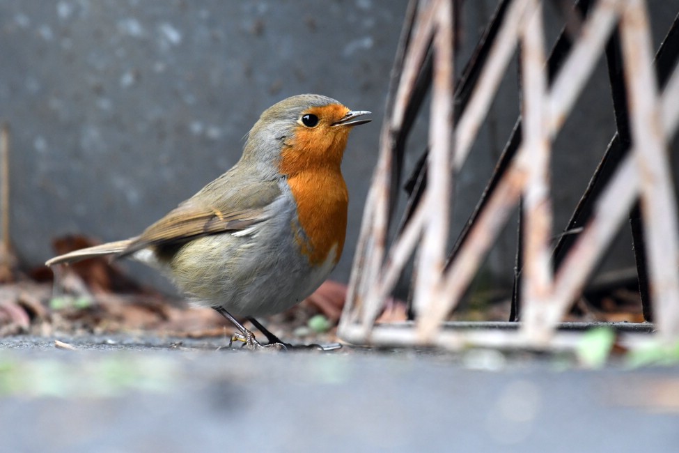 comp DSC 2230
