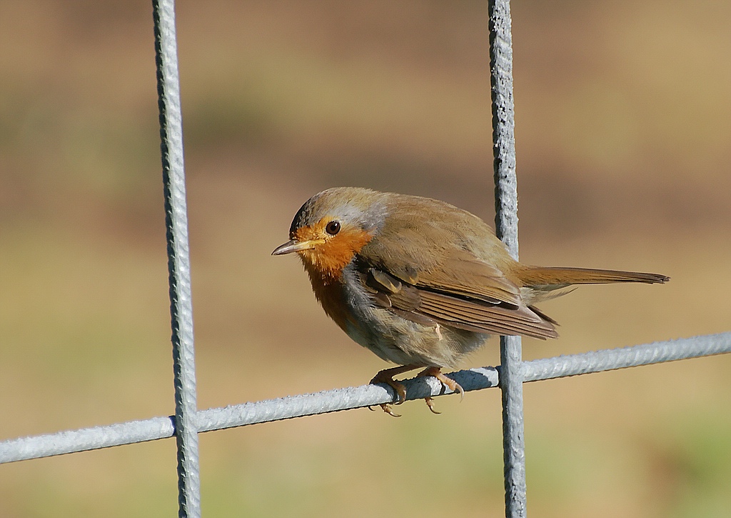 comp DSC 2285z