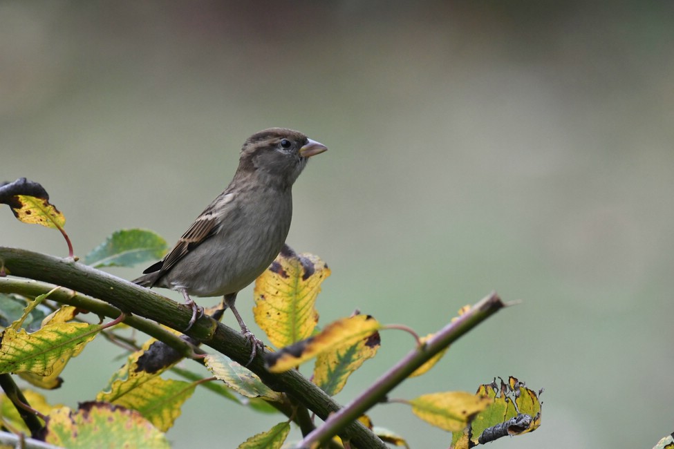 comp DSC 2371

Spatz