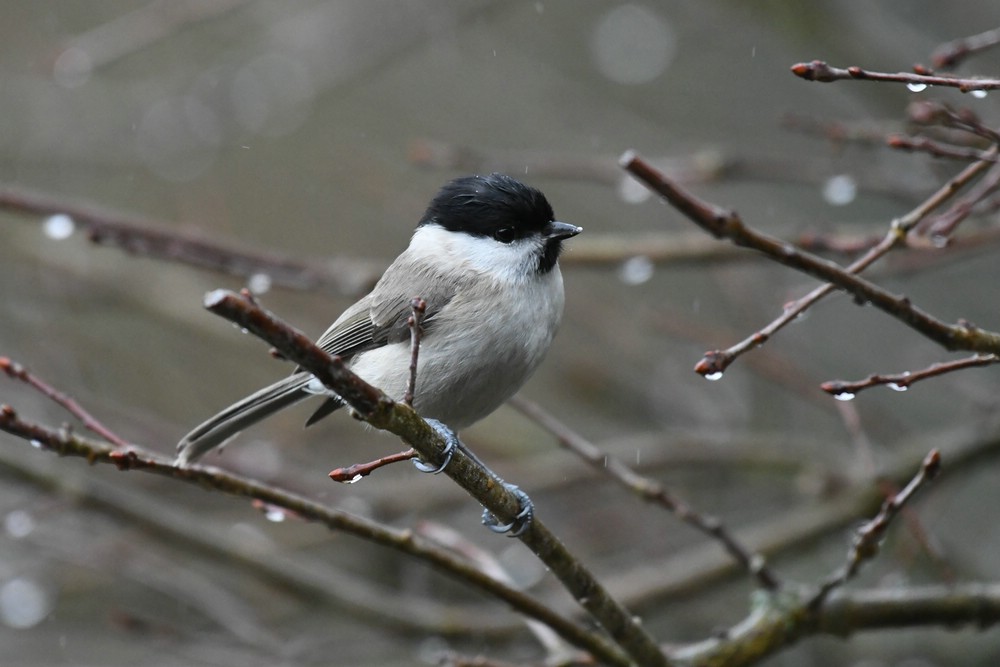 comp DSC 2425
