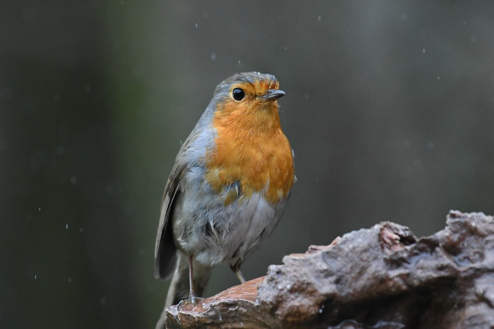 comp DSC 2529