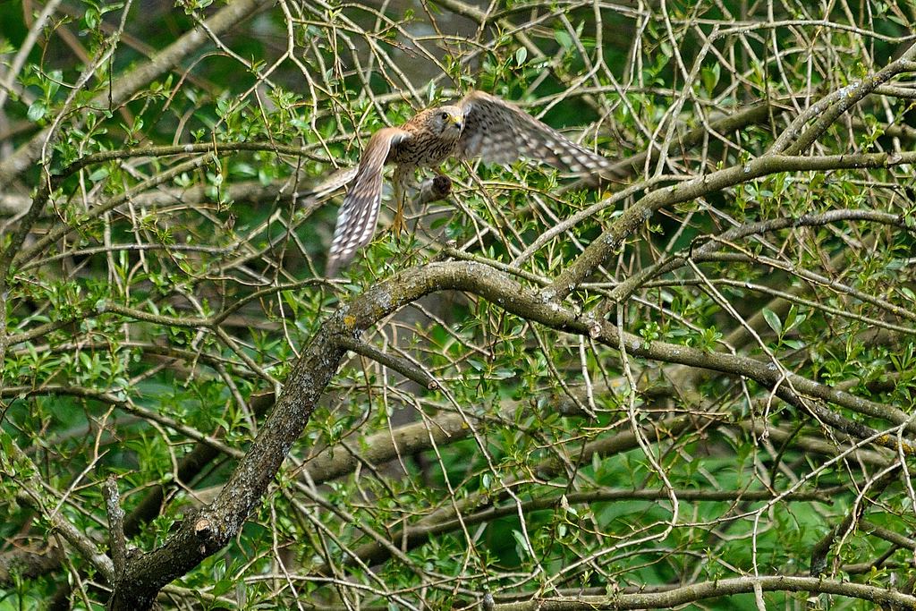 comp DSC 4057 bearbeitet