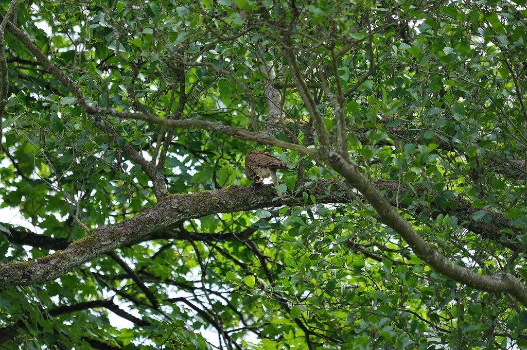 comp DSC 4060 bearbeitet