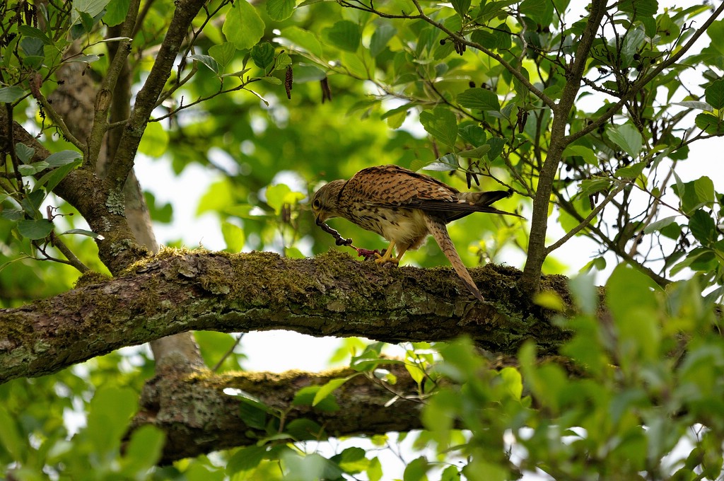 comp DSC 4078 bearbeitet