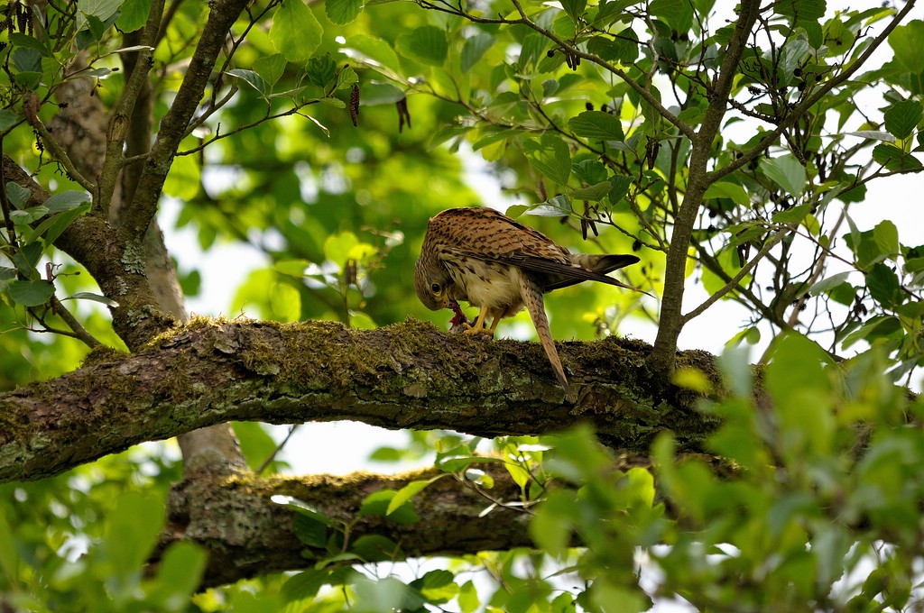 comp DSC 4085 bearbeitet