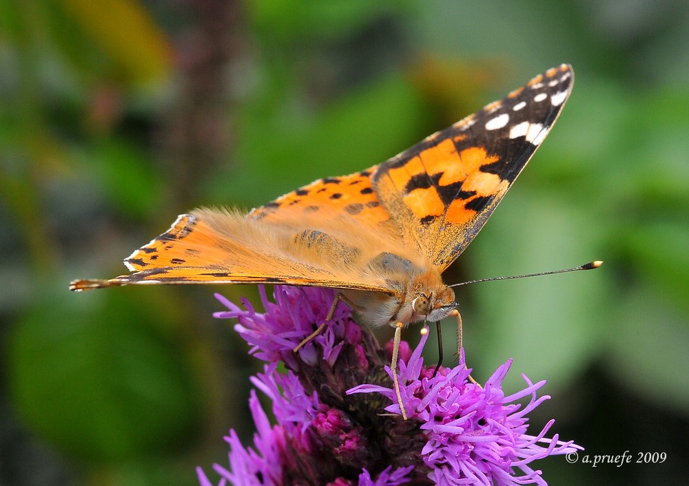 comp DSC 4451