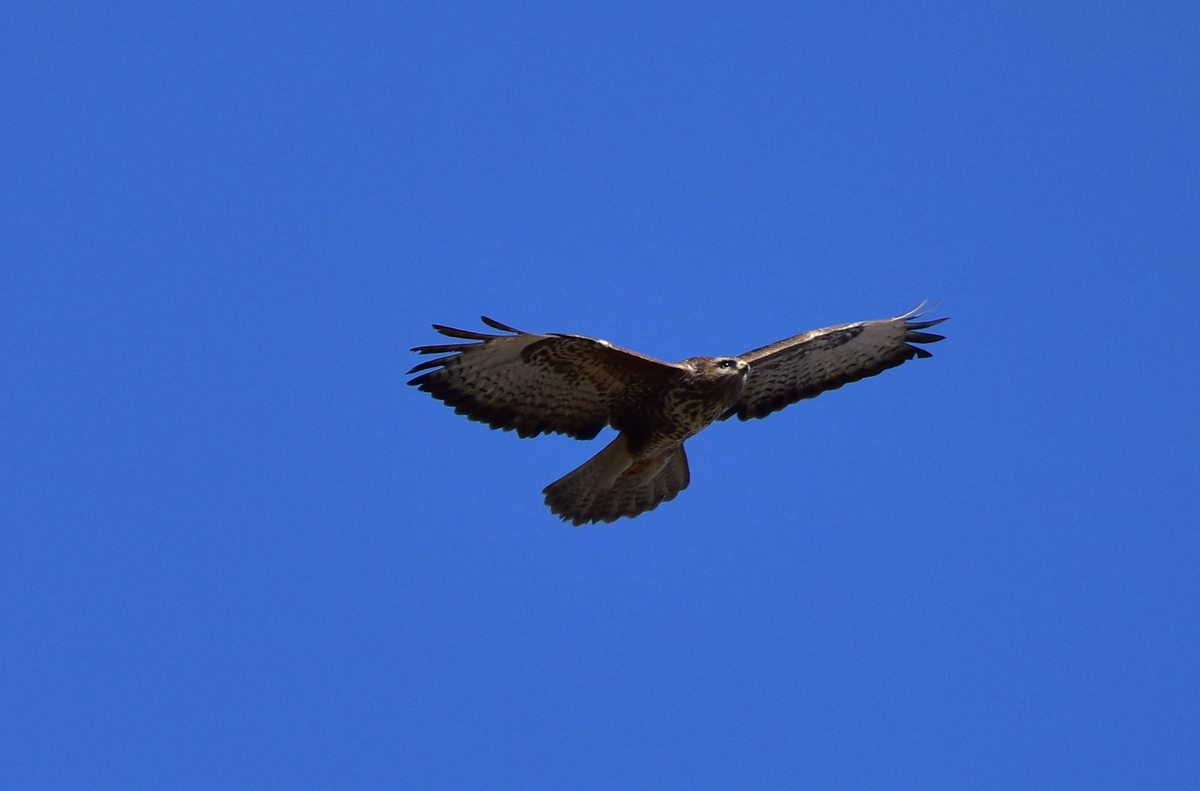 comp DSC 4797