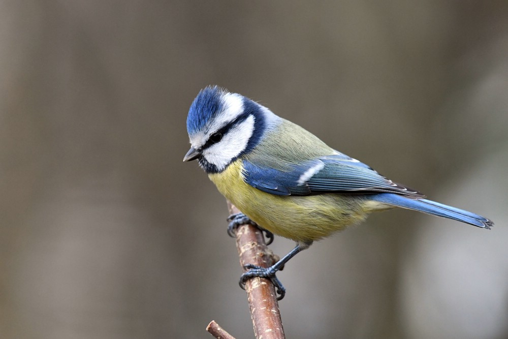 comp DSC 4823

Blaumeise