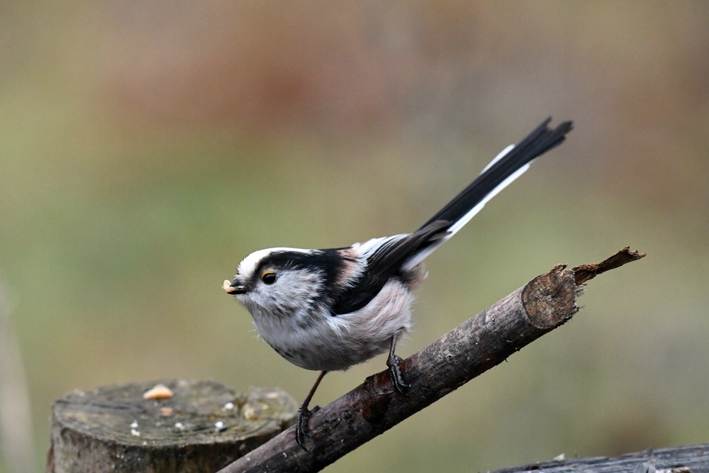 comp DSC 4862