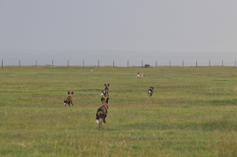 comp DSC 6094