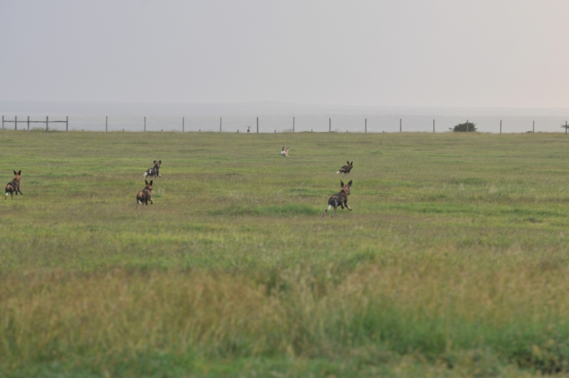 comp DSC 6102