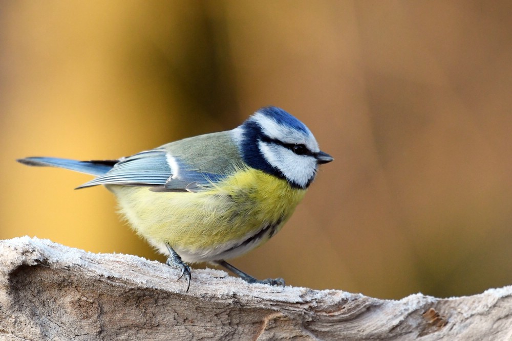 comp DSC 6126


Blaumeise