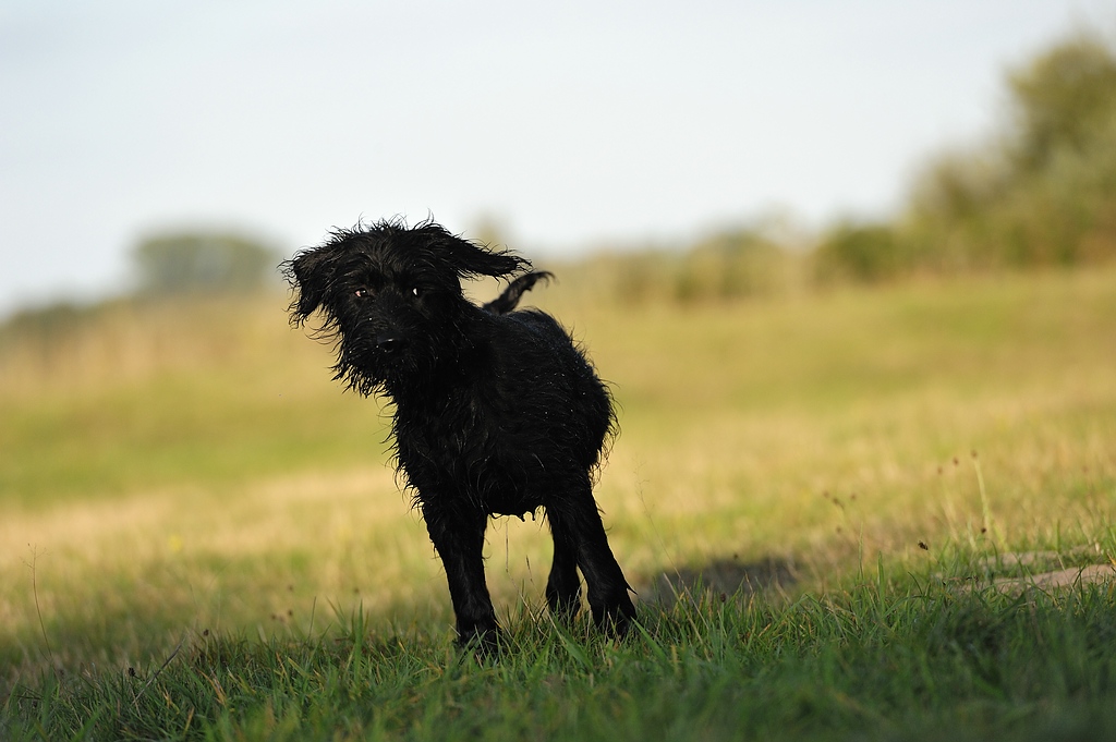 comp DSC 6196