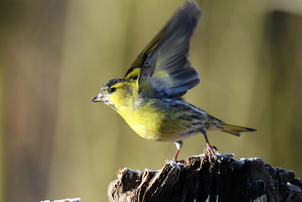comp DSC 6251
