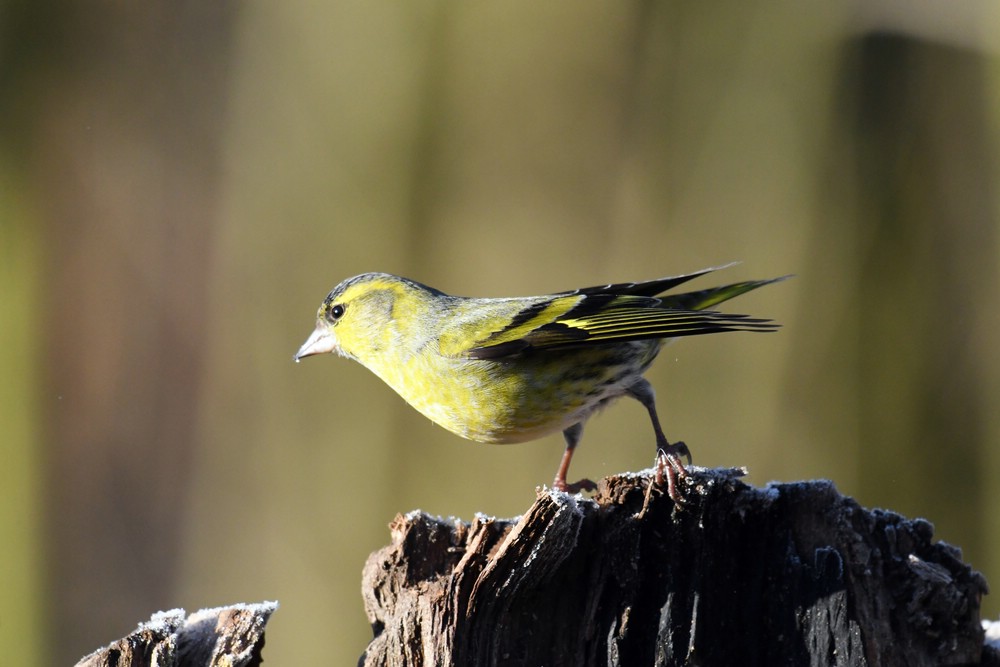comp DSC 6252