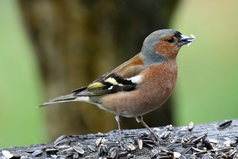 comp DSC 6292

Buchfink