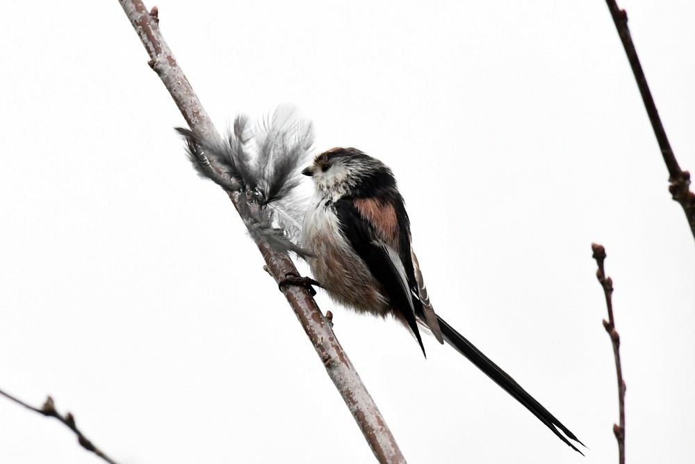 comp DSC 6453