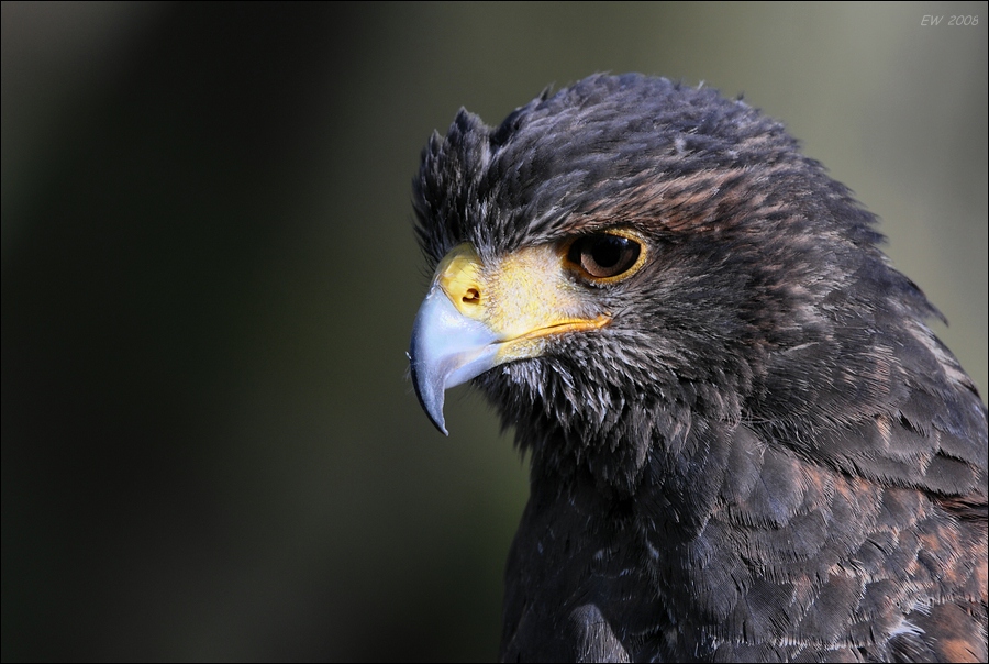 comp DSC 6464