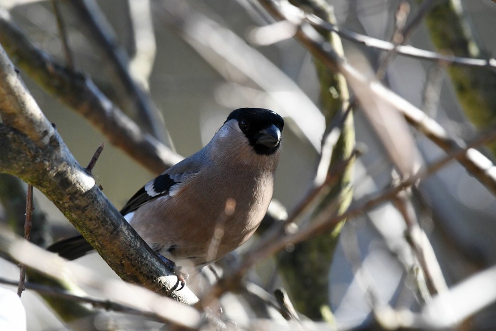 comp DSC 6500