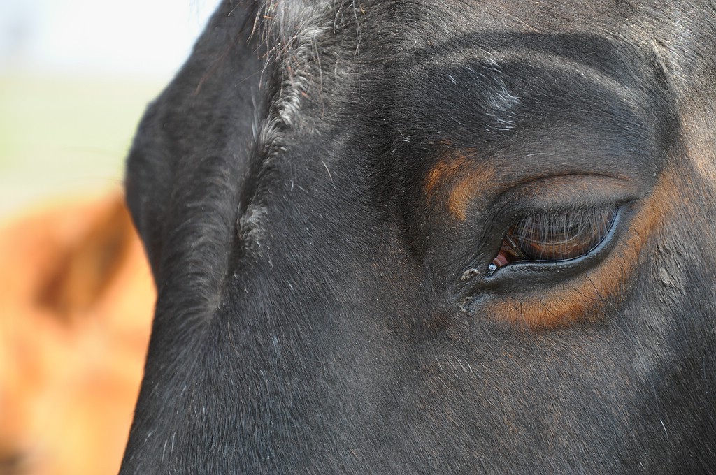 comp DSC 7027