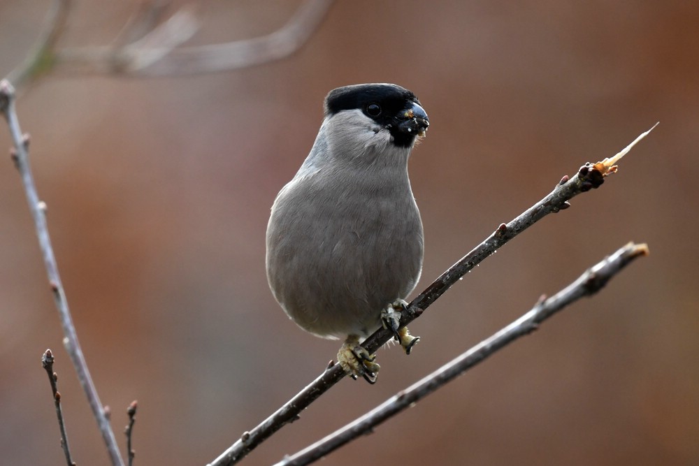 comp DSC 7085