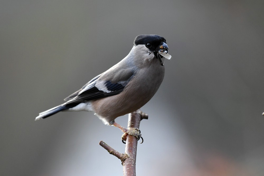 comp DSC 7102