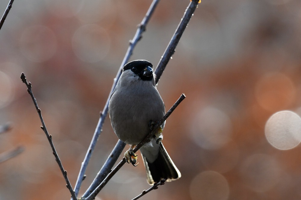 comp DSC 7112
