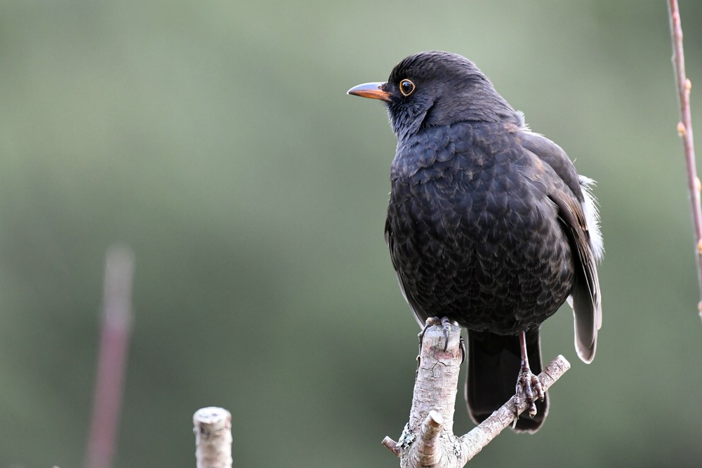 comp DSC 7190

Amsel