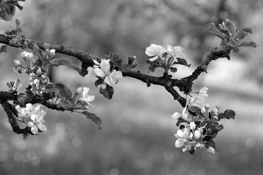 comp DSC 7406 bearbeitet S&amp;W