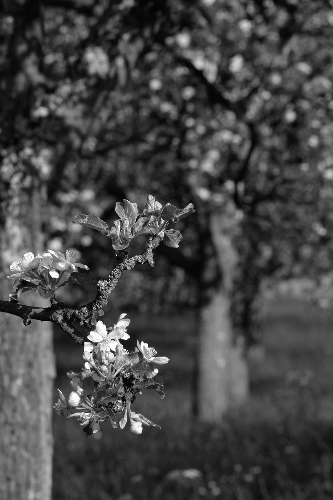 comp DSC 7442 bearbeitet S&amp;W