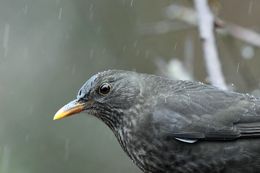 comp DSC 7699

Amsel