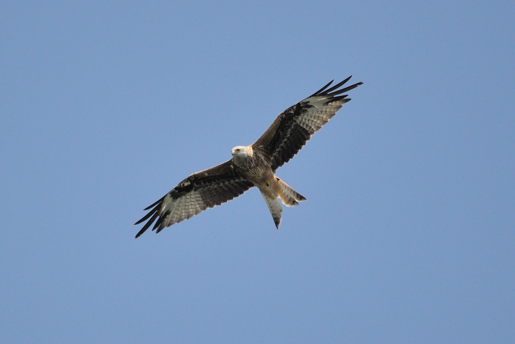 comp DSC 7860 bearbeitet