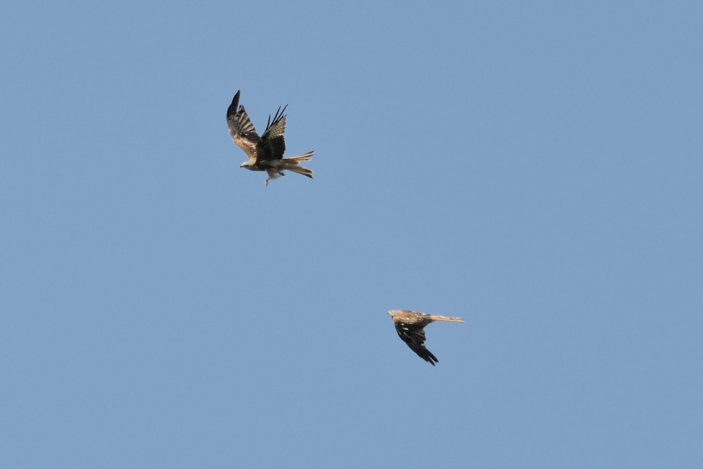 comp DSC 7870 bearbeitet