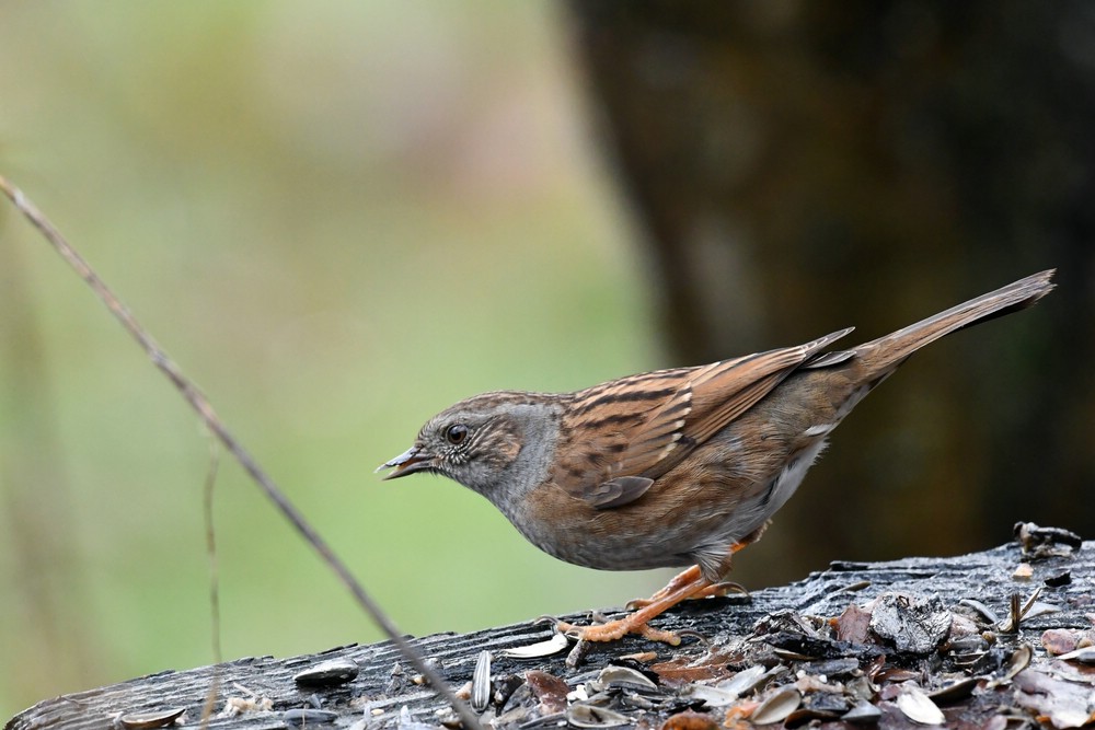 comp DSC 7906