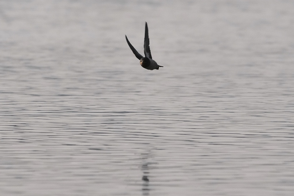 comp DSC 7976 bearbeitet