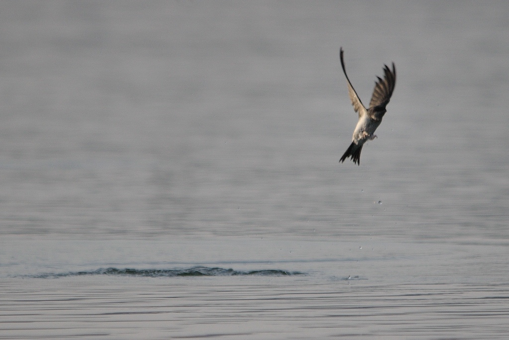 comp DSC 7990 bearbeitet