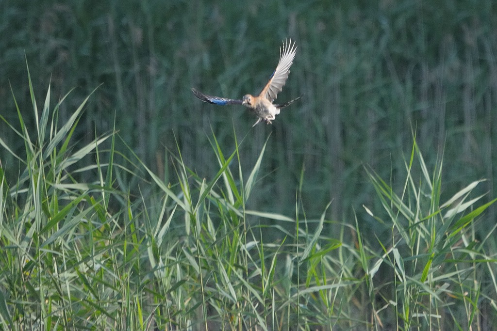 comp DSC 8028 bearbeitet