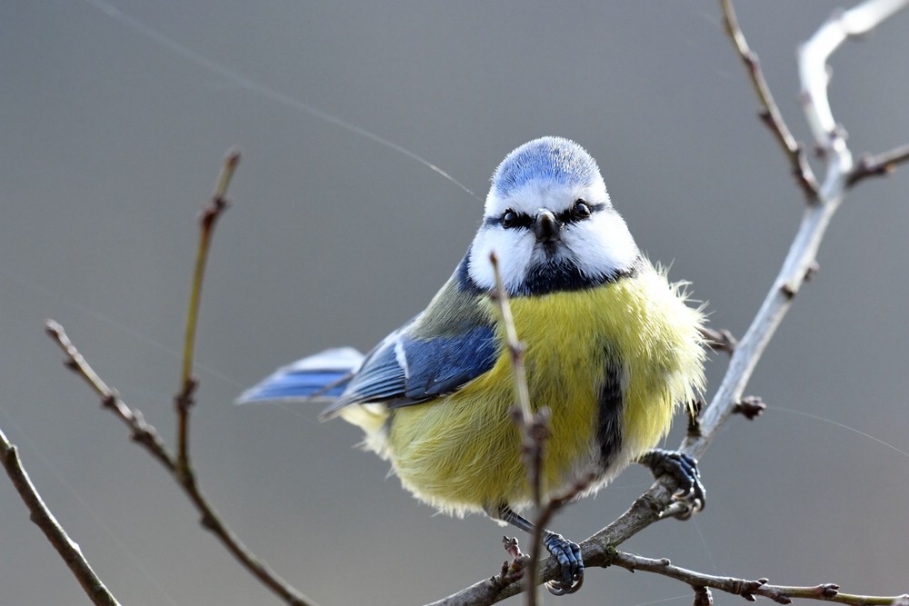 comp DSC 8065

Blaumeise