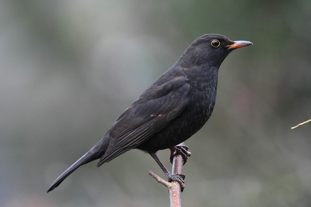 comp DSC 8071

Amsel