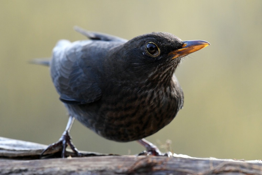 comp DSC 8084

Amsel