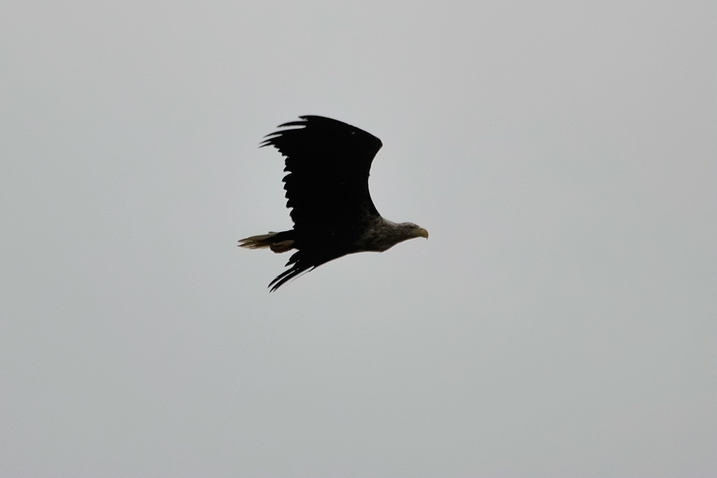 comp DSC 8155 bearbeitet