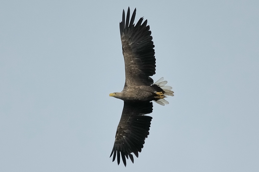 comp DSC 8175 bearbeitet