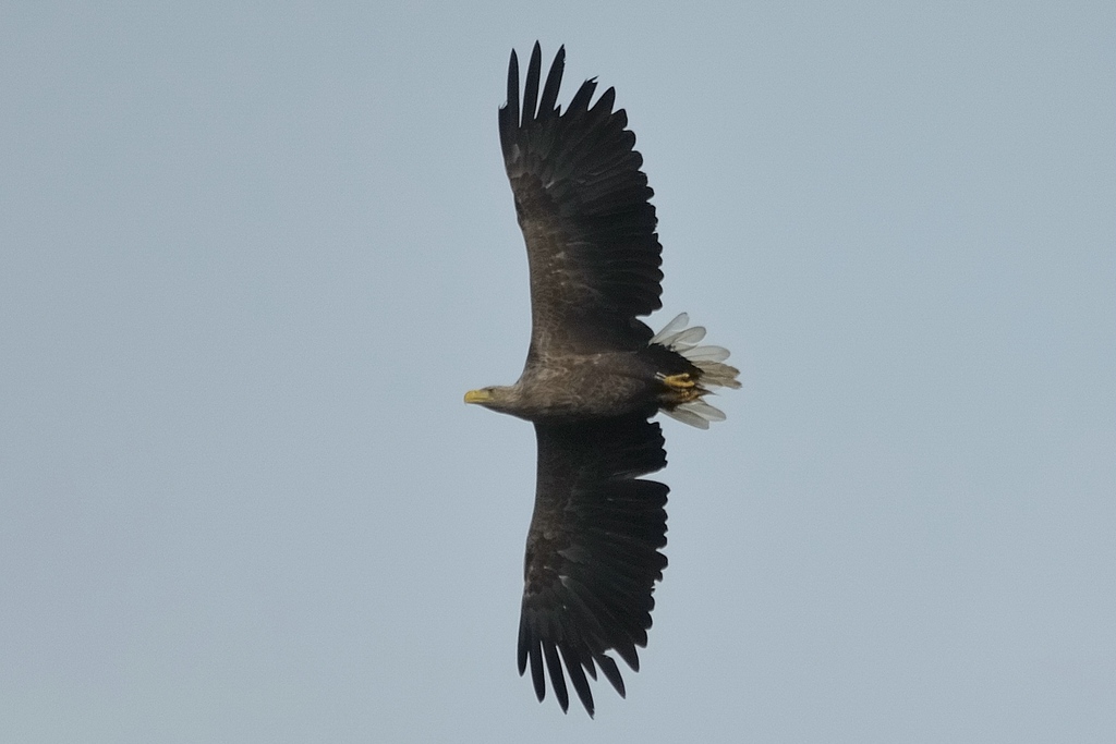 comp DSC 8176 bearbeitet