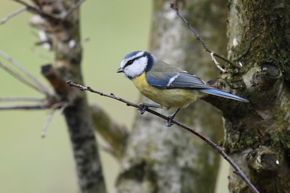 comp DSC 8400

Blaumeise