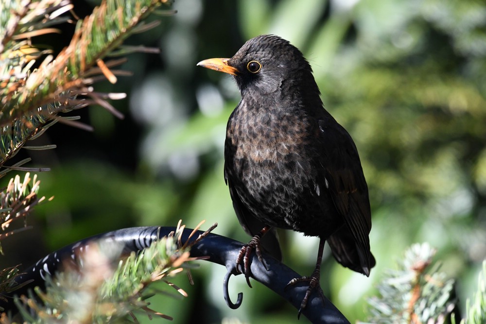 comp DSC 8401

Amsel
