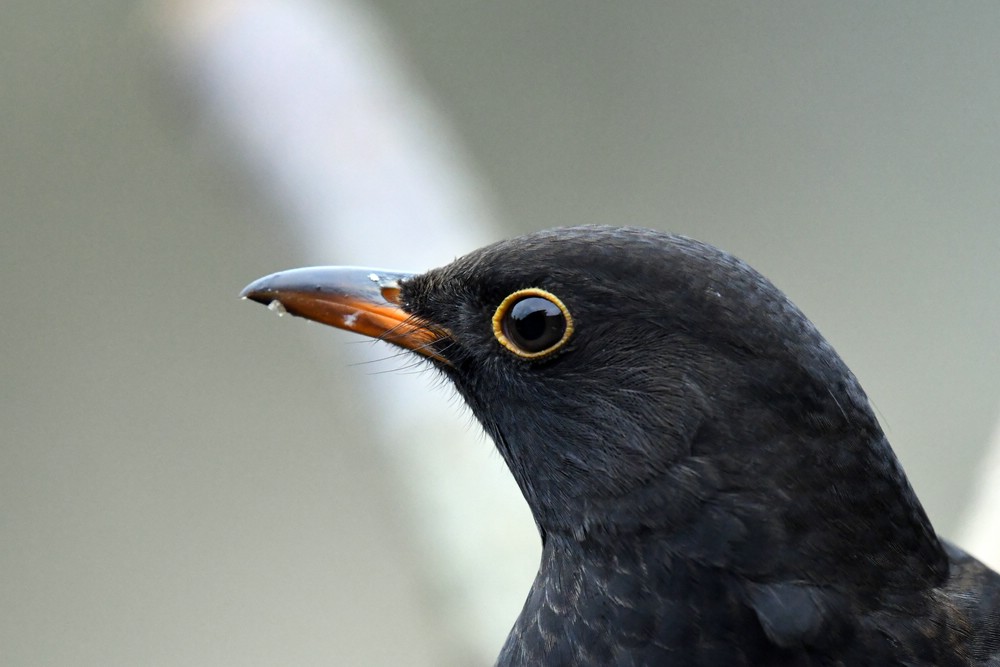 comp DSC 8837

Amsel