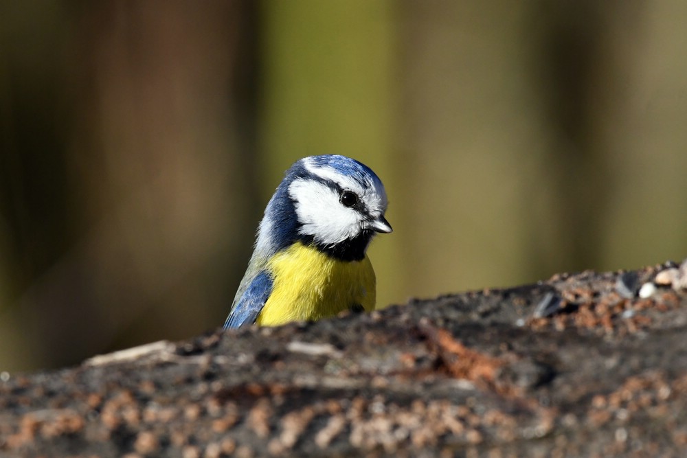 comp DSC 9394

Blaumeise