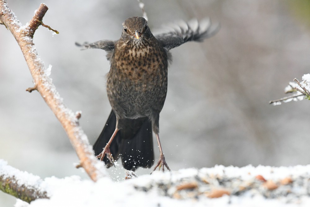 comp DSC 94

Amsel