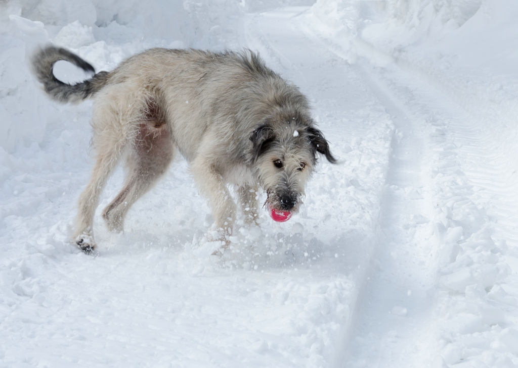 comp  DSC6329